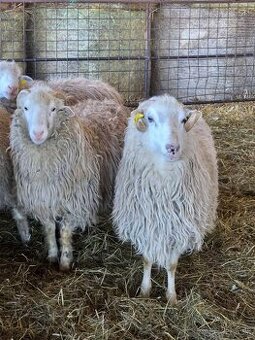 Valaška zošlachtená