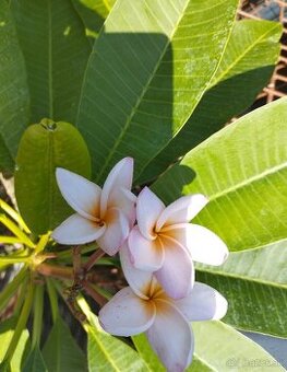 Plumeria - 1