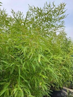 Bambus Phyllostachys–Rýchlorastúci živý plot / zelená stena - 1
