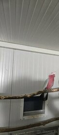 Kakadu ružový - samec