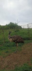 Emu - 1