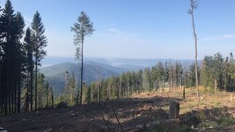PONUKAME SLUŽBY V LESNICTVE - ŤAŽBA DREVA