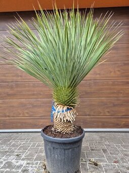 Predám Yucca Rostrata