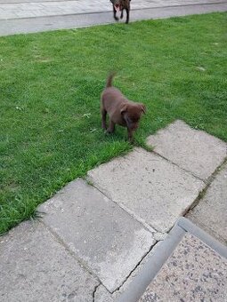 Predám šteniatka labradora