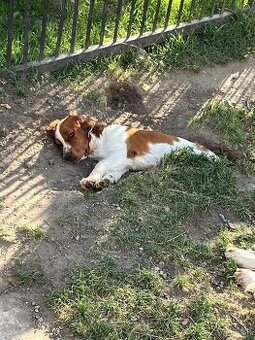 Welsh springer spaniel šteniatko