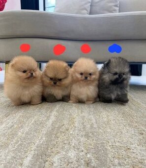 Pomeranian mini