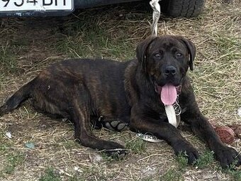 Cane corso