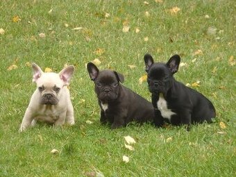 Francúzsky buldoček