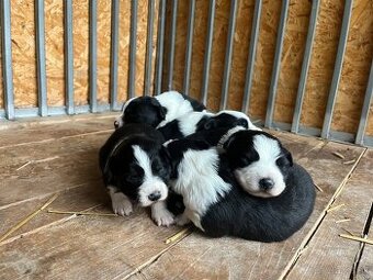 🐾 Predám šteniatka border kólie – narodené 4.10.2025 🐾