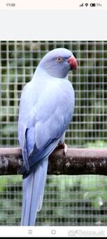 Alexander malý opalin