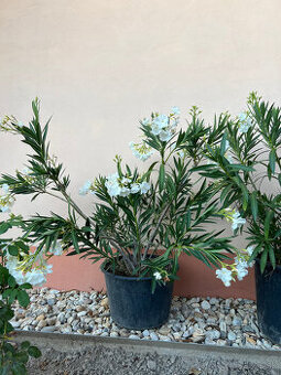 Oleander (biely) - 110cm