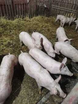 Predám odstavčata cca 25kg
