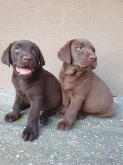 Čokoládový labrador šteniatka