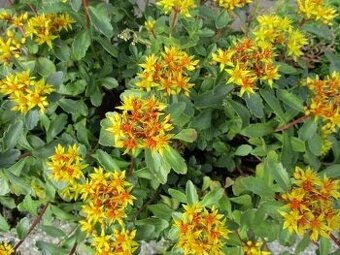 Rozchodniky(Sedum)
