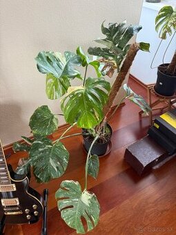 Monstera Thai Constellation