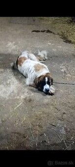 Moskovský strážny pes