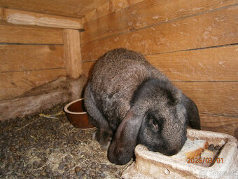 Predám hnedého králika