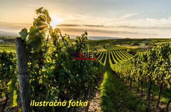 ID-3208 NA PREDAJ –  Vinica v tokajskej oblasti