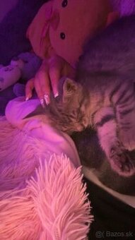 🐾domáca mačka🐾menom Oliver🐈