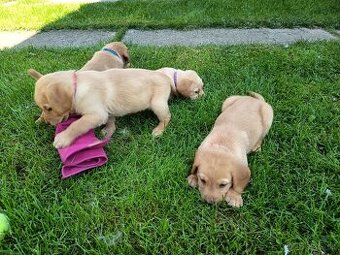 Labrador-retriever