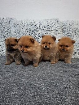 Pomerian Pomeranian oranžový špic