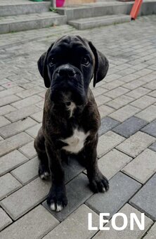 Nemecký boxer šteniatka s PP