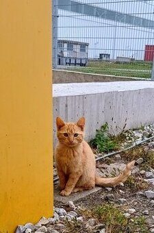 Darujem mačiatko