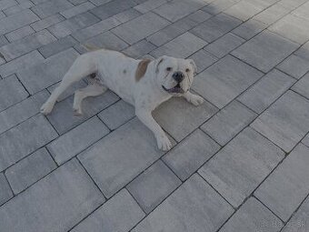 Predám čistokrvnú fenku Kontinentálneho buldoga – Connie