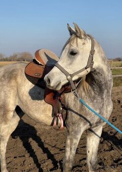 Arabský plnokrvník