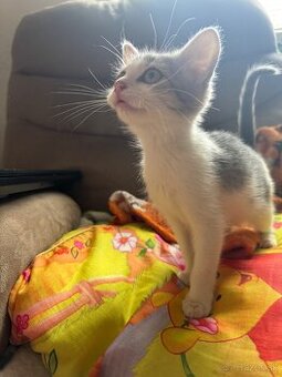 ❤️Darujem mačiatka