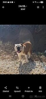 Darujem anglických buldogov