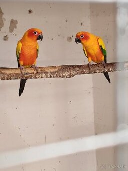 Pár aratinga slnečná