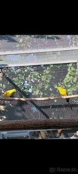 Papagaj horský Lutino