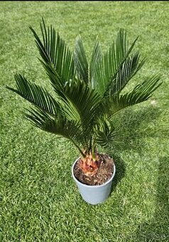 Palma č.15 Cycas