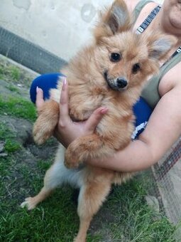 pomeranian