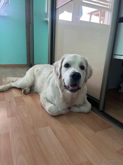 Zlatý retriever s pp. hľadá nový domov