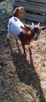 holandská mini kozička(inzerát platí do vymazania)