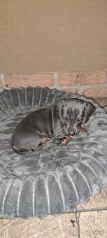 Predám jazvečíkov