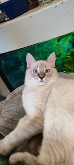 Ragdoll kocúrik bez PP