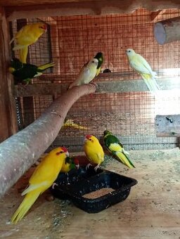 Kakariky červenočelė