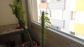 Katedrálový kaktus