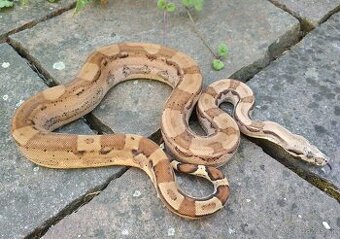 Boa imperator - Hypo Arabesque Keltic het Sharp Albino