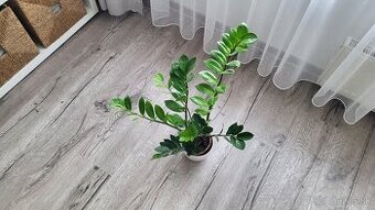 Zamiokulkas (Zamioculcas zamiifolia)