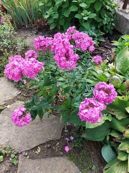 FLOX metlinatý biely alebo fialový