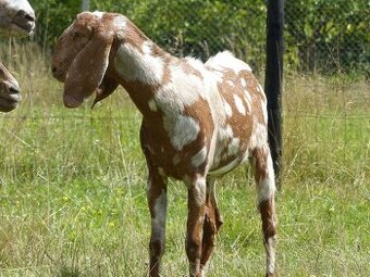 100 % anglonubijská kozička