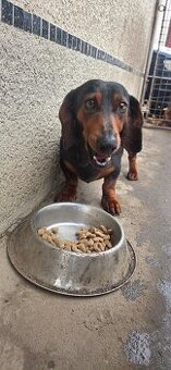 Jazvečík krátkosrtstý