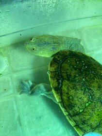 Vodna korytnačka dlhokrčka