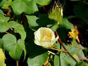 Bavlník bylinný - semená - Gossypium herbaceum