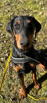 Darujem Doberman s FCI PP