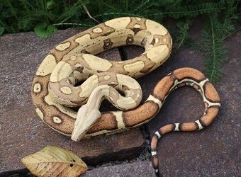 Boa imperator - Jungle Ghost het VPI, VPI Jungle